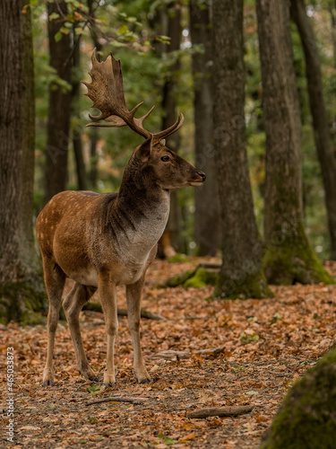 Male of Fallow deer in the forest