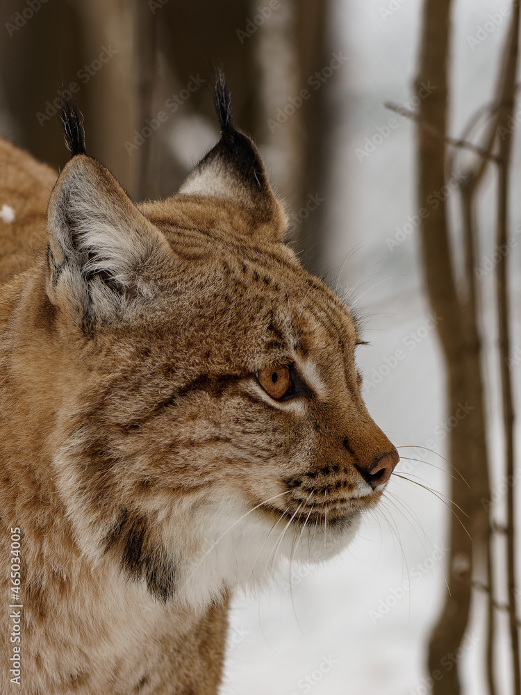 Eurasian lynx closeup portrait at winter Eurasian lynx closeup portrait at winter