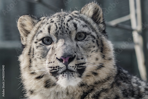 Cub of Irbis - Snow leopard - closeup portrait