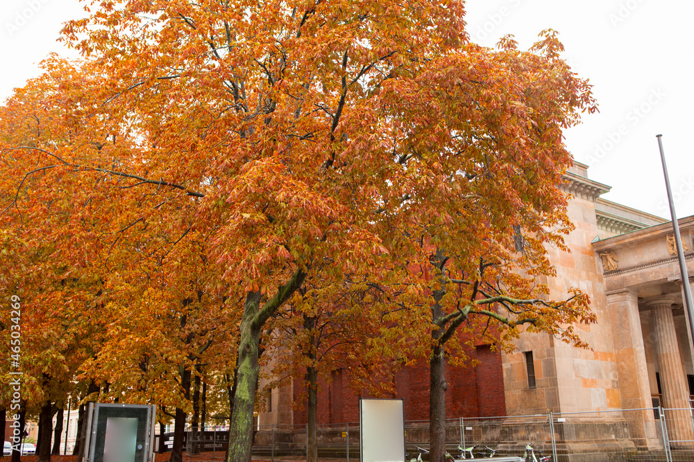 Germany, Berlin, street under the Linden tree, autumn, maple trees