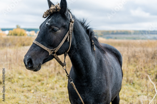 Portrait of a Black Horse