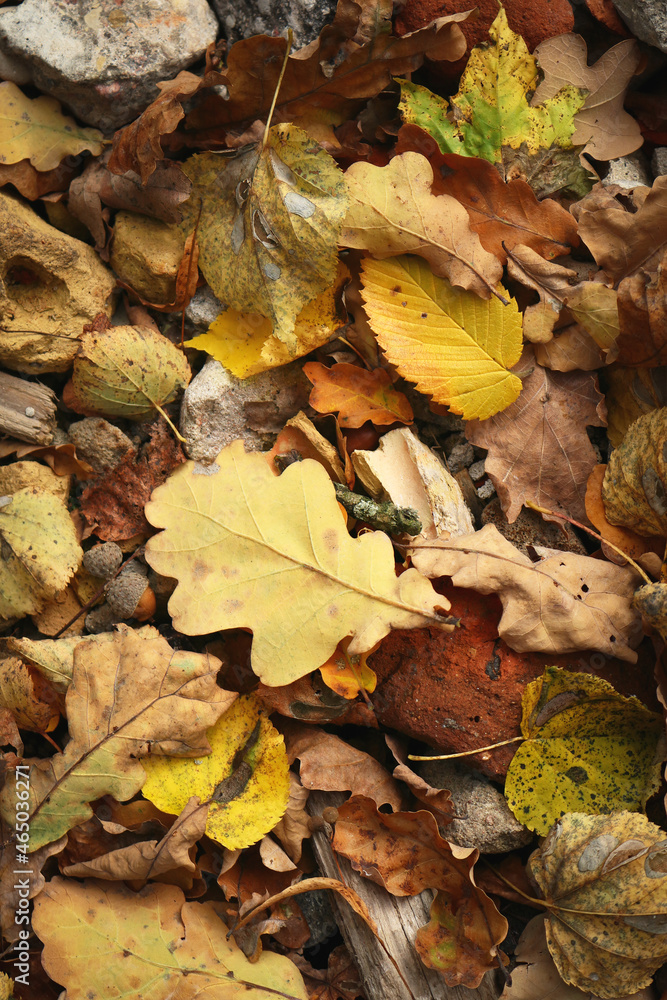 Autumn leaves carpet with variety of leaves and colors backdrop