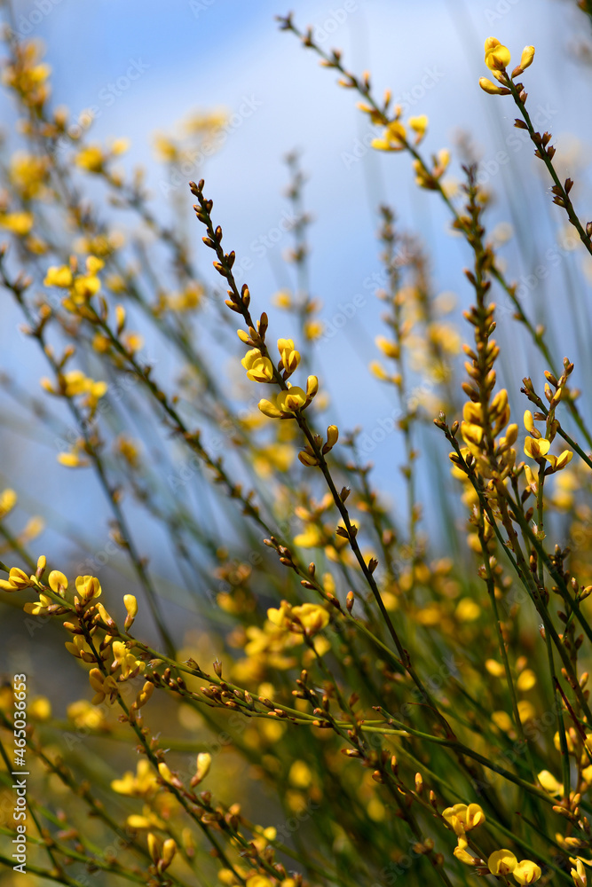 Yellow flowers and rush-like phyllodes of the Australian Native Broom, Viminaria juncea, family Fabaceae, growing in Sydney heath. Endemic to moist temperate south west, and east coast of Australia Yellow flowers and rush-like phyllodes of the Australian Native Broom, Viminaria juncea, family Fabaceae, growing in Sydney heath. Endemic to moist temperate south west, and east coast of Australia