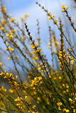 Yellow flowers and rush-like phyllodes of the Australian Native Broom, Viminaria juncea, family Fabaceae, growing in Sydney heath. Endemic to moist temperate south west, and east coast of Australia
