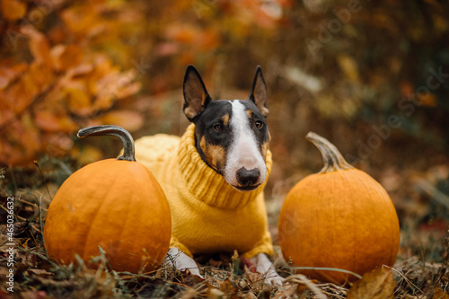 Dog with pumpkin in autumn yellow sweater mini bull terrier Halloween