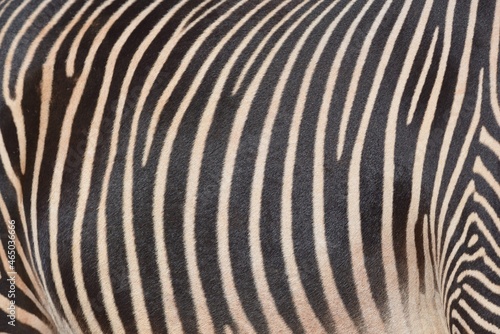 Grévy's zebra fur illuminated by the sun. 