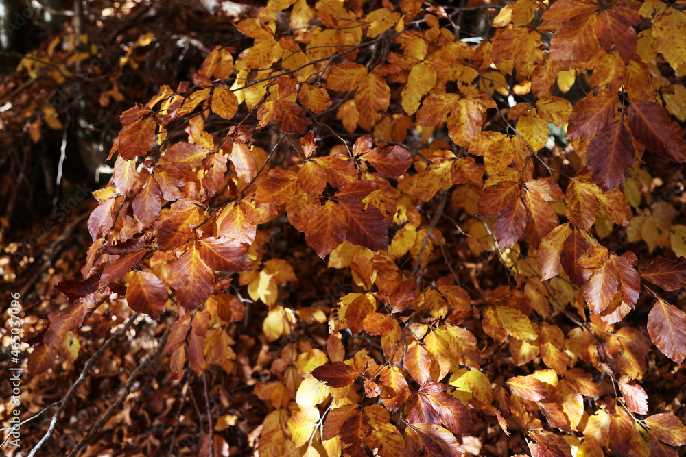 Autumn colors on the Asiago plateau, Veneto, Italy