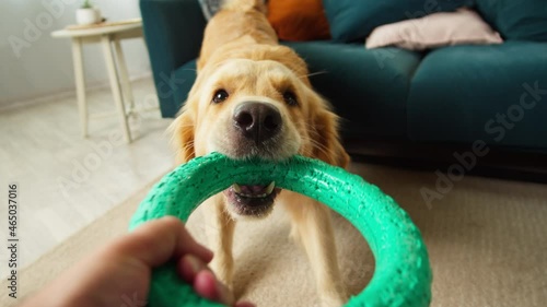 Golden retriever holding ring close-up. Trained dog pulling toy, looking in camera. Happy domestic animal concept, best friends, owner playing with puppy in living room, pet shop. 
