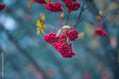 red berries on a branch