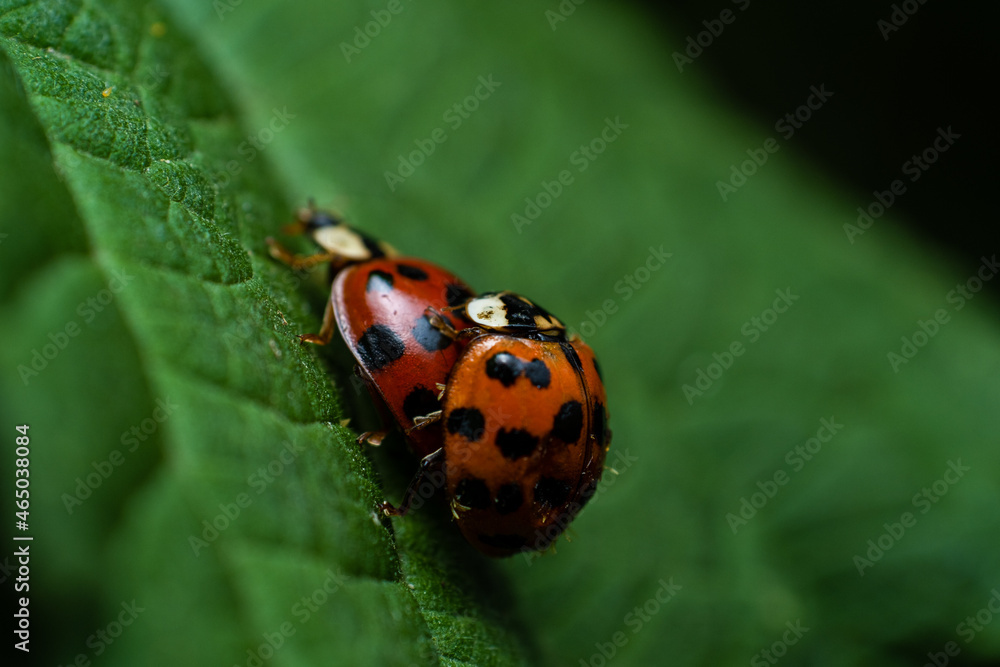 Coccinella Accoppiamento Coccinella Accoppiamento