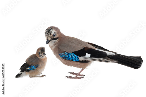 jay with little chick isolated on white background photo