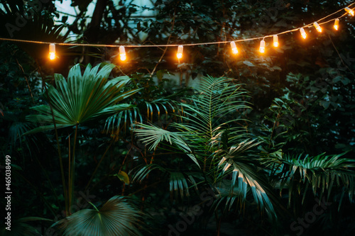 Palm leaves in the light of yellow bulbs. Botanical Garden. Abst