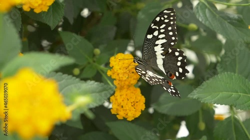 Pretty Papilio demodocus Butterfly sitting on yellow flower and drinking nectar - macro footage photo