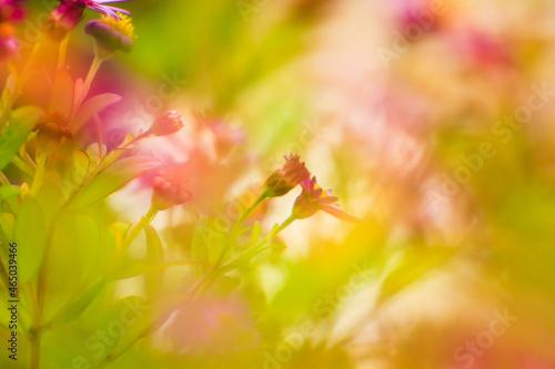 purple flowers in autumn time