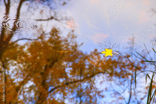 Autumn yellow maple leaves over blue water with reflection of trees in it