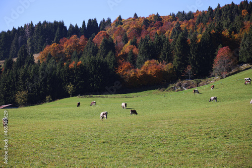 Fotografía Autumn colors on the Asiago plateau, Veneto, Italy