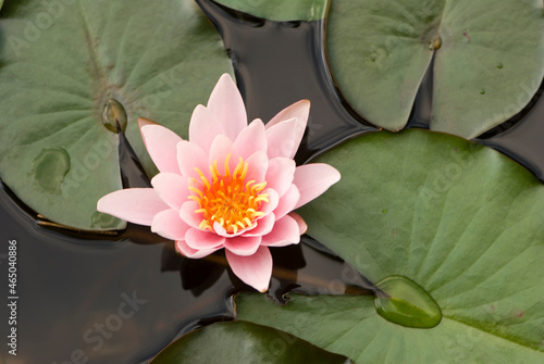 Water lily (Nymphaea alba)