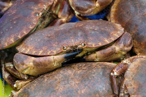 Crabes dormeurs fraîchement pêchés en gros plan