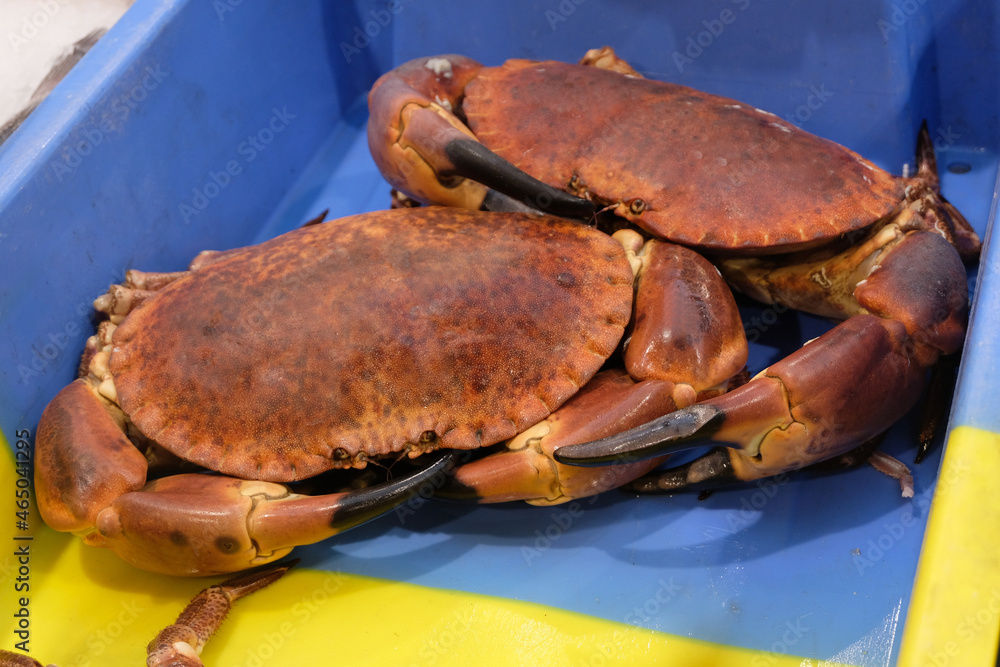 Crabes dormeurs fraîchement pêchés en gros plan dans un bac en plastique Crabes dormeurs fraîchement pêchés en gros plan dans un bac en plastique