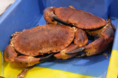 Crabes dormeurs fraîchement pêchés en gros plan dans un bac en plastique