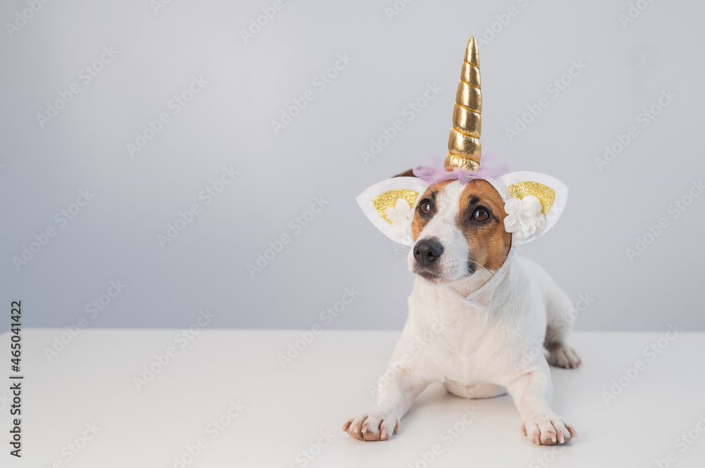 Cute jack russell terrier dog in unicorn headband on white background. Copy space Cute jack russell terrier dog in unicorn headband on white background. Copy space