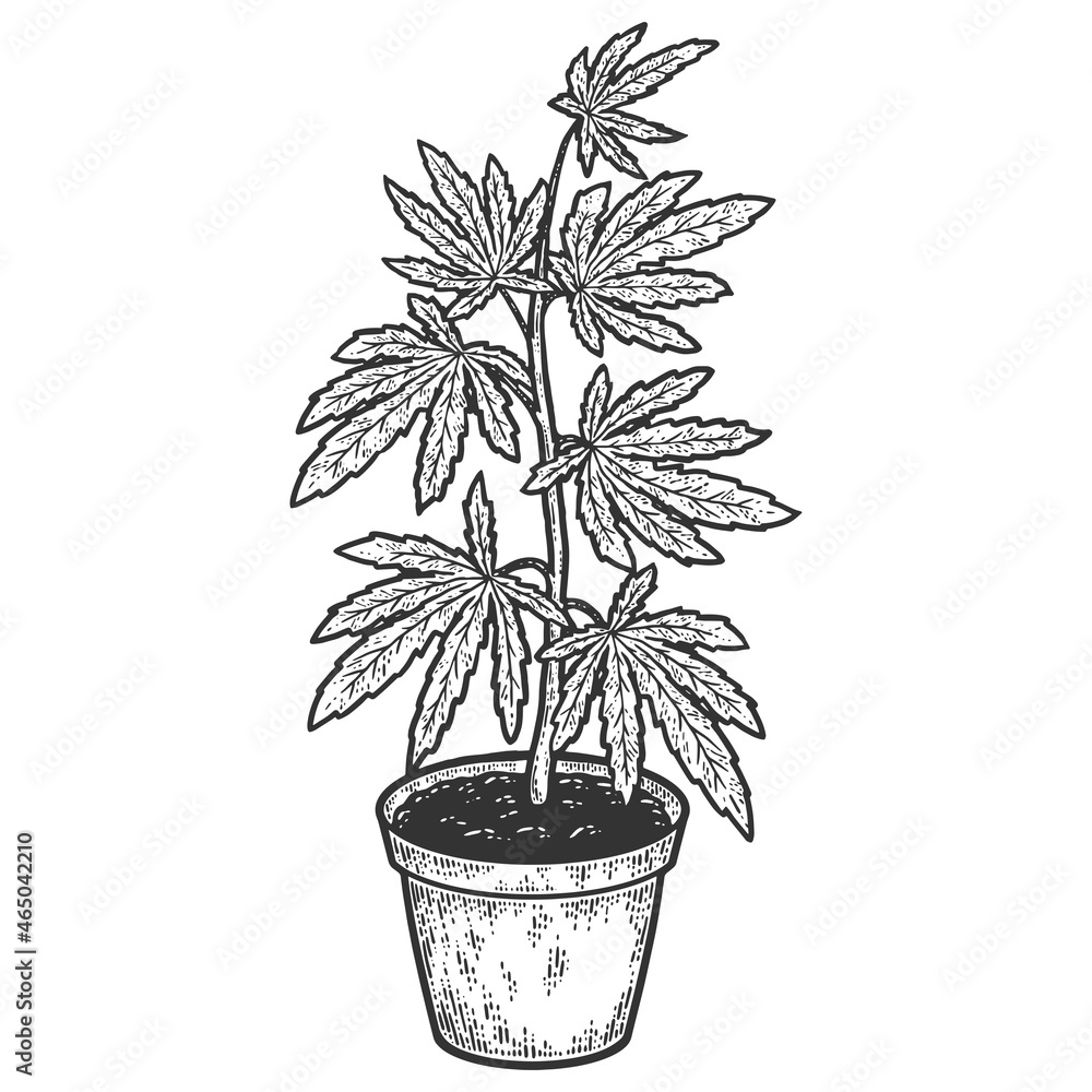 Cannabis or marijuana bush in pot. Indica tree. Hemp herb. Sketch scratch board imitation. Cannabis or marijuana bush in pot. Indica tree. Hemp herb. Sketch scratch board imitation.