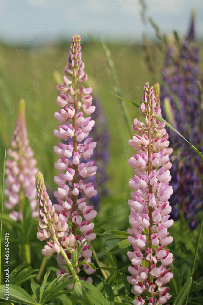 flowers in the field flowers in the field