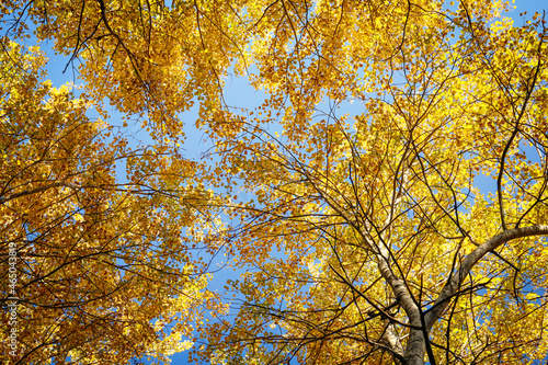 Yellow autumn maple leaves on branches on blue sky backdrop