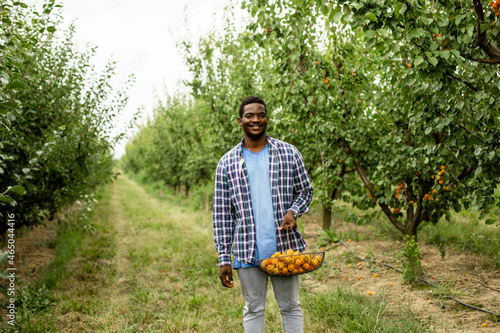 Fototapeta premium African man stand in fruit garden, holding basket of ripe apricots