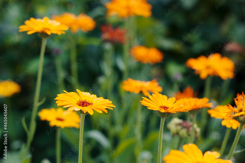 Fototapeta premium Yellow calendula flowers in the garden. Orange marigold flower with close up.