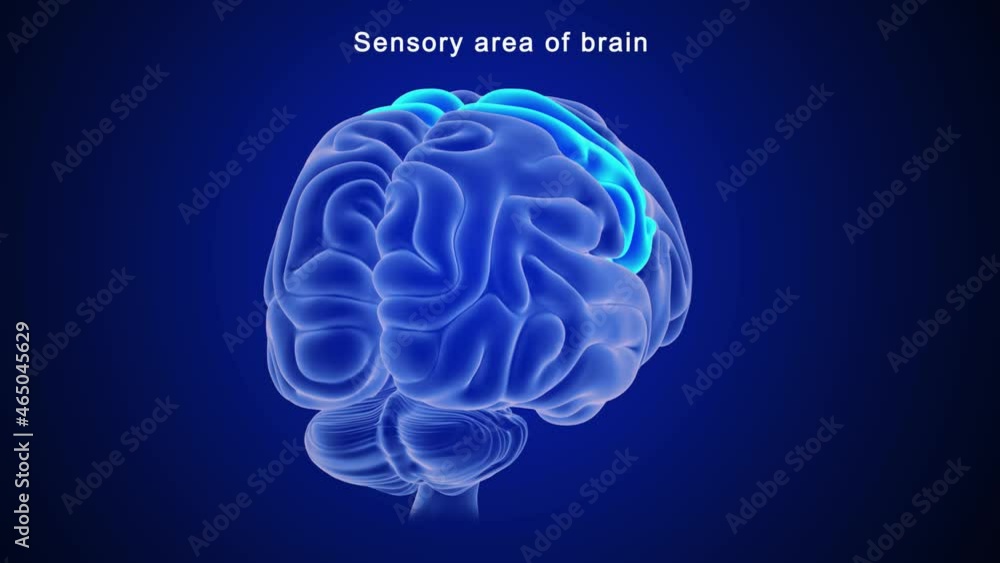 Sensory Area of Brain Sensory Area of Brain