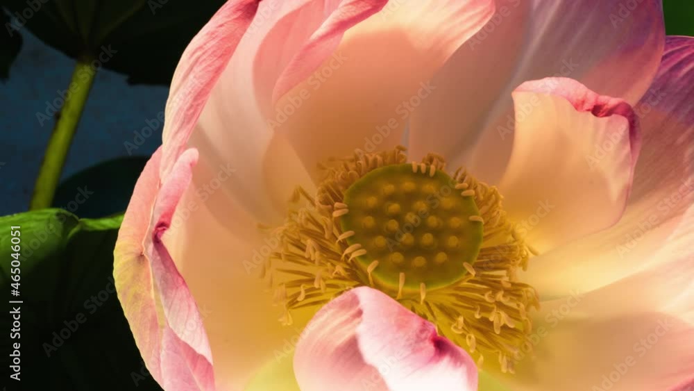 Lotus flower time lapse top view revealing the seedpod and stamen when blooming. The Lotus lily representing purity, peace, transcendence, enlightenment, rebirth, beauty, and fertility. Lotus flower time lapse top view revealing the seedpod and stamen when blooming. The Lotus lily representing purity, peace, transcendence, enlightenment, rebirth, beauty, and fertility.