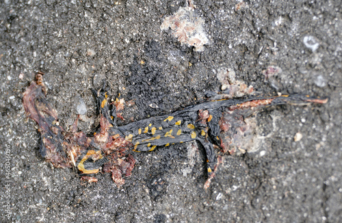 Fire salamander in South Tyrol in the mountains