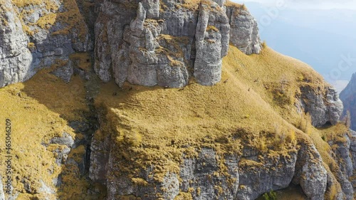 Herd of Chamois goats running on the mountain cliff. Herd of chamois animals on the pasture. Rupicapra rupicapra. Wild mammals species of high alpine mountains zone. photo