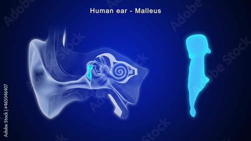 The middle ear consists of the tympanic membrane and the bony ossicles called the malleus, incus, and stapes.  photo