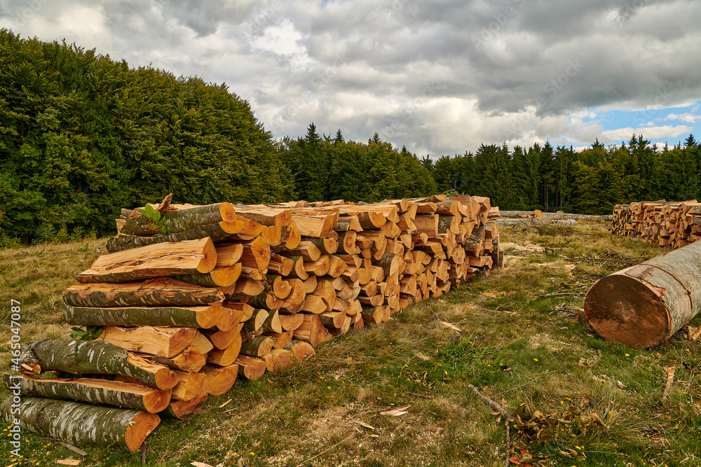 Freshly made firewood in the evergreen forest Environmental damage, ecological issues, ecology, nature, wood, deforestation, alternative energy, lumber industry, business
