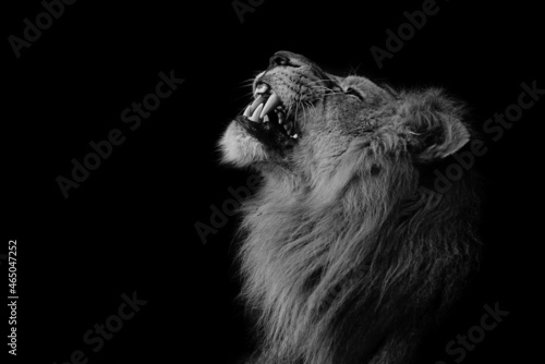 Grayscale portrait of an angry lion against a black background