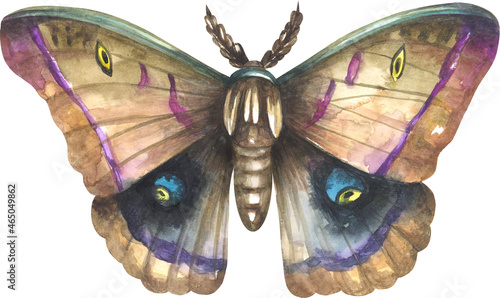 Foto Emperor Moth (Saturnia pavonia)