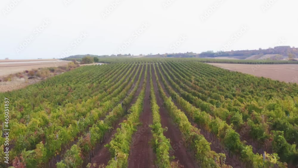 Drone Vines aerial plantation of grapevines Blue Wine grapes on vine Autumn grapevine in Vineyards Drone Vines aerial plantation of grapevines Blue Wine grapes on vine Autumn grapevine in Vineyards