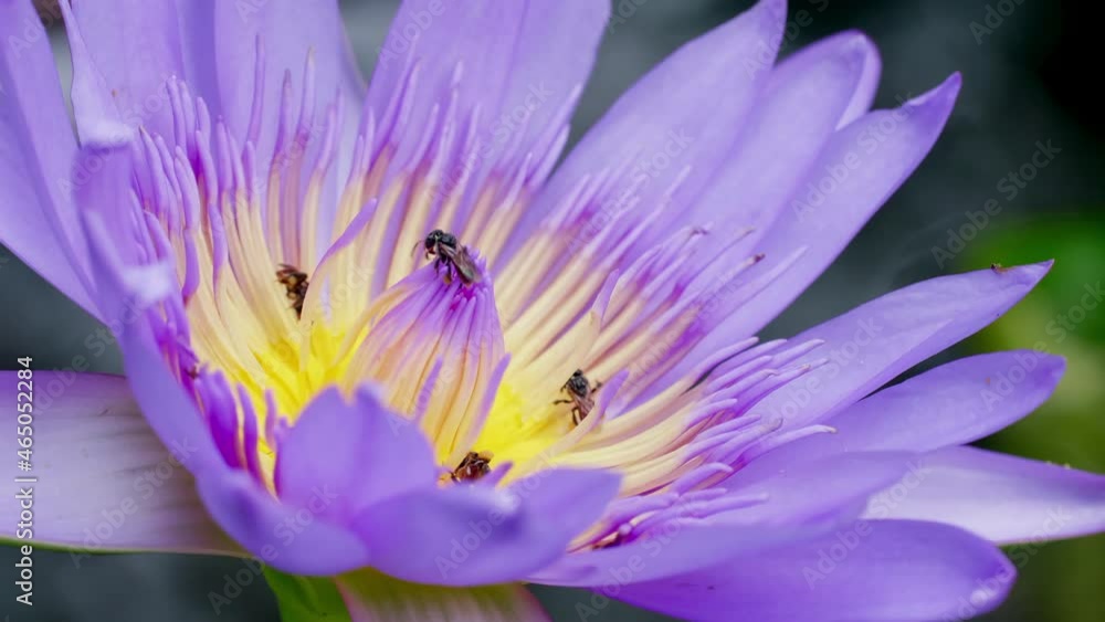 Closeup Purple Lotus flower with bee swarm on water surface. Bee is collecting pollen from flower. Closeup Purple Lotus flower with bee swarm on water surface. Bee is collecting pollen from flower.