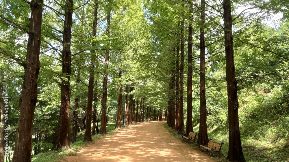 Fototapeta premium path in the forest