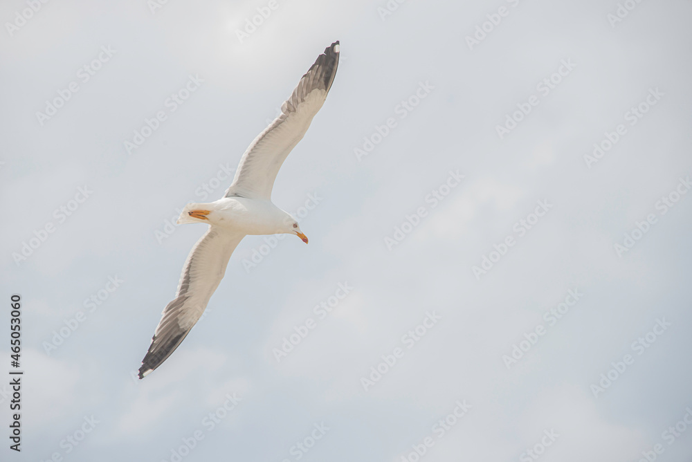 Banner with flying big seagull at blue sky background with copy space. Concept travel, freedom and nomadic lifestyle. Banner with flying big seagull at blue sky background with copy space. Concept travel, freedom and nomadic lifestyle.