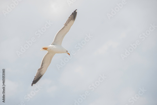 Banner with flying big seagull at blue sky background with copy space. Concept travel  freedom and nomadic lifestyle.