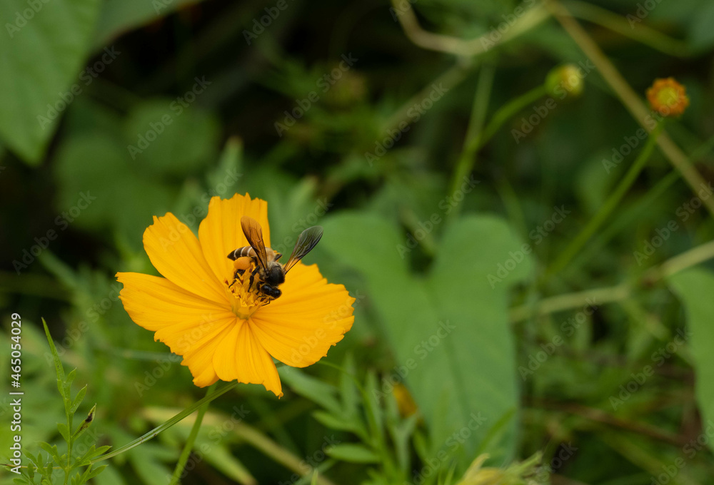 Bee collecting pollen on yellow flowers against a backdrop of green leaves. Bee collecting pollen on yellow flowers against a backdrop of green leaves.