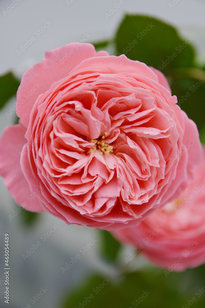 Fully bloom Flamingo rose bud in close up Fully bloom Flamingo rose bud in close up