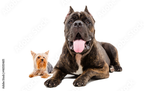 Cane Corso and Yorkshire Terrier lying together isolated on white background