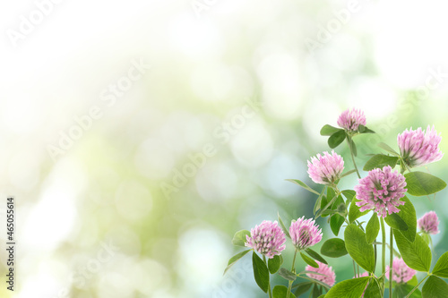 Beautiful blooming clover flowers on blurred background  bokeh effect. Space for text