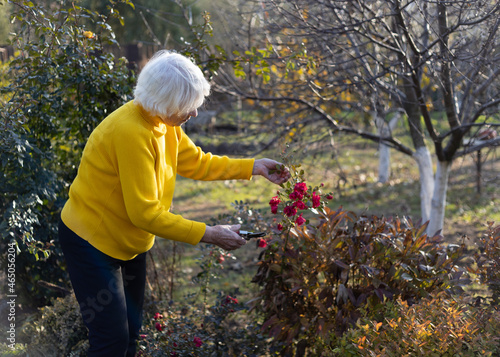 An attractive gray-haired 85-year-old woman in a yellow sweater is cutting roses in garden. Autumn pruning of plants.