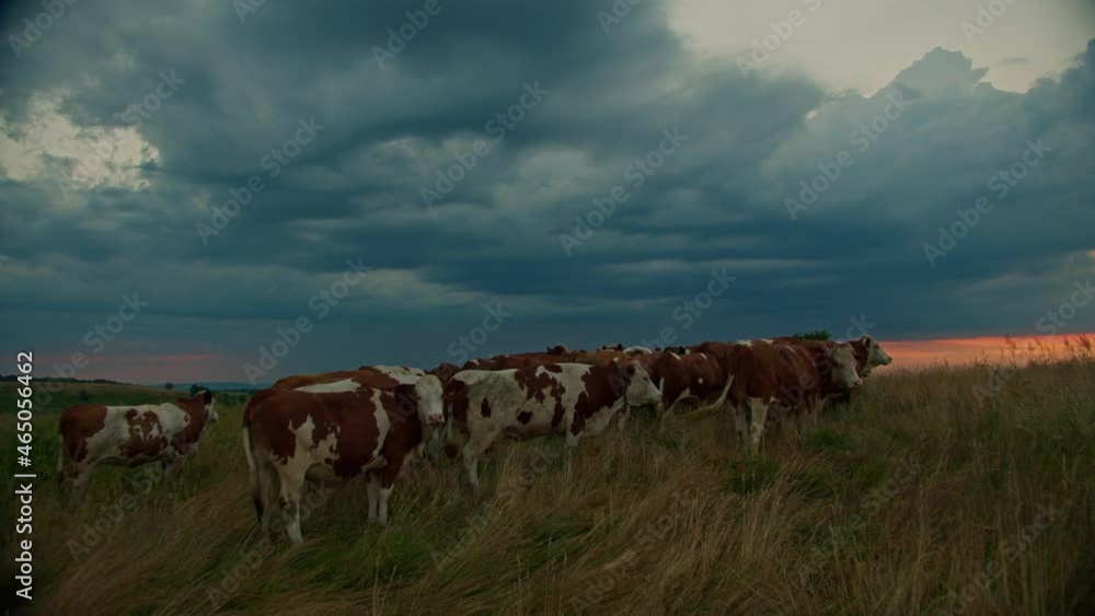 Landscape at sunset. Cattle grazing on the pasture. Bio grassland based dairy production Landscape at sunset. Cattle grazing on the pasture. Bio grassland based dairy production