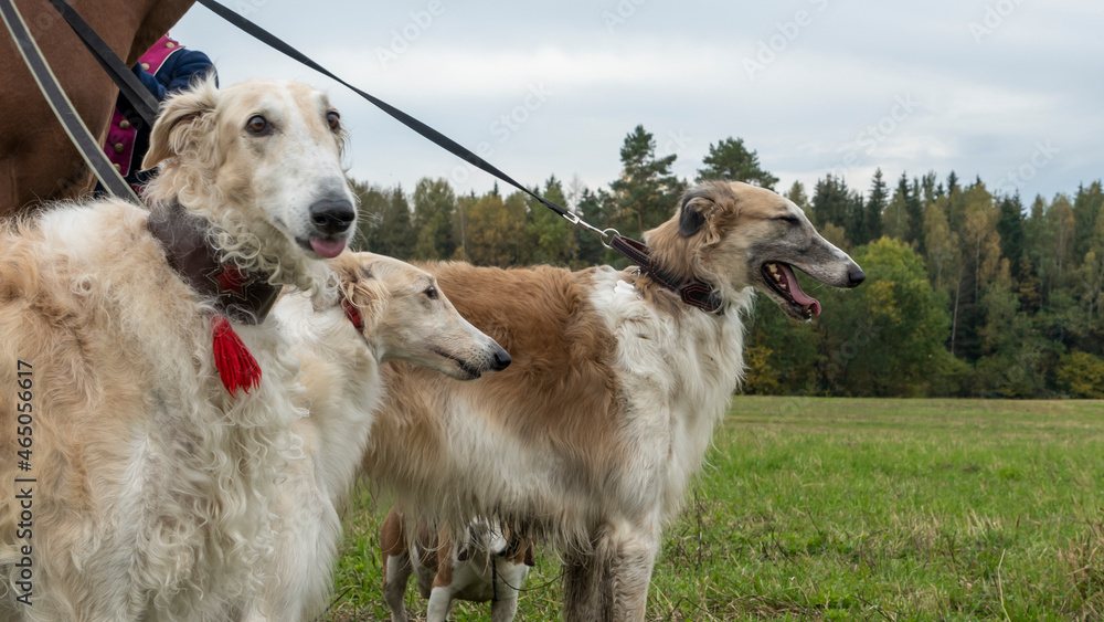 Beautiful russian borzoi or greyhound dogs with horse. Close-up view of dogs and hotse heads. Animal concept. Beautiful russian borzoi or greyhound dogs with horse. Close-up view of dogs and hotse heads. Animal concept.